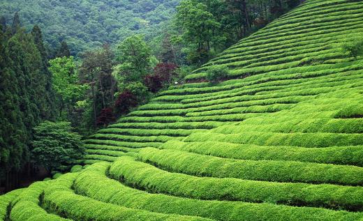 Музей зеленого чая (Посон)